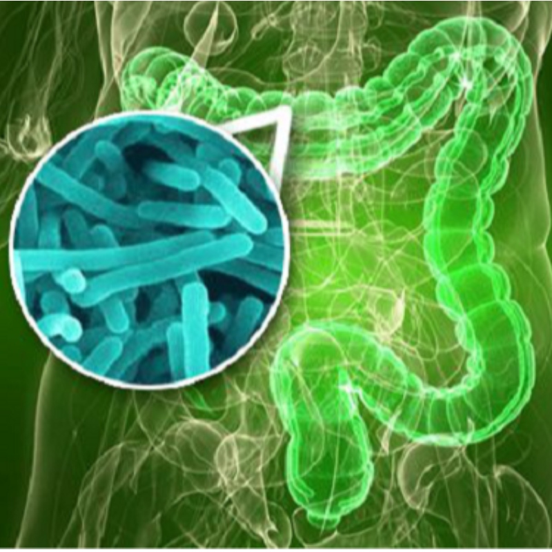 Universidad de Yangzhou: NMN mejora el desequilibrio de la flora intestinal causado por el sueño