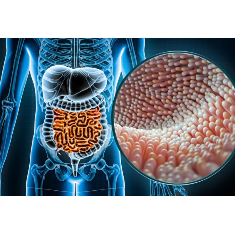 La investigación china NMN optimiza la flora intestinal in vivo para lograr la homeostasis intestinal